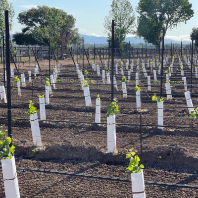 2021 Planting, Cabernet Sauvignon