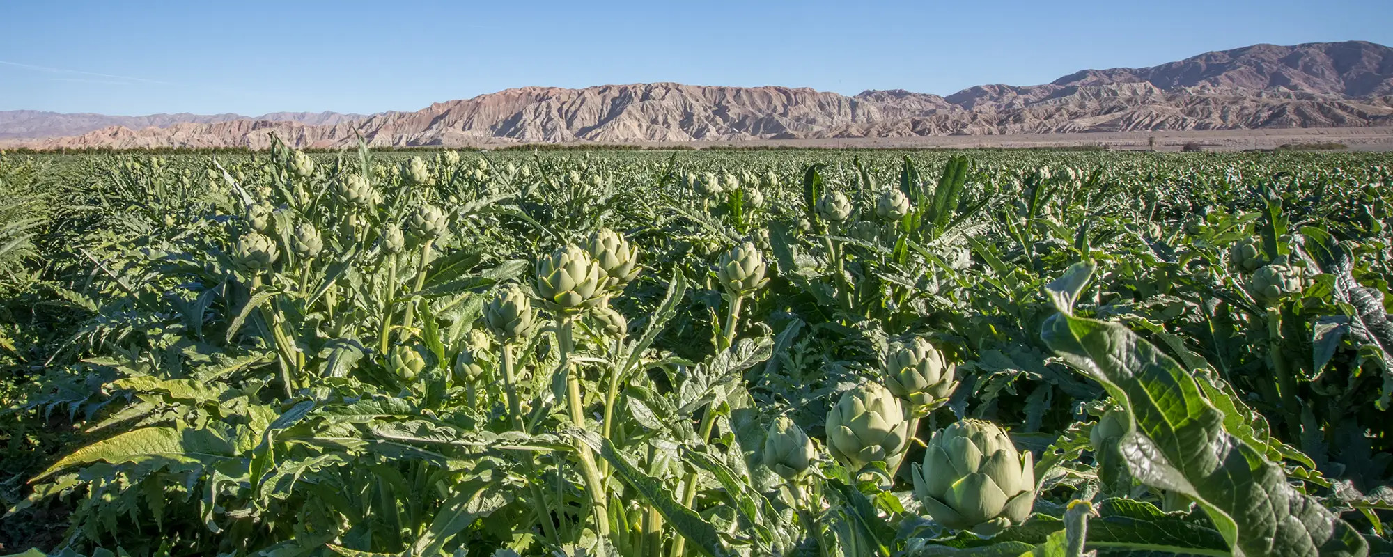 Artichoke Farm