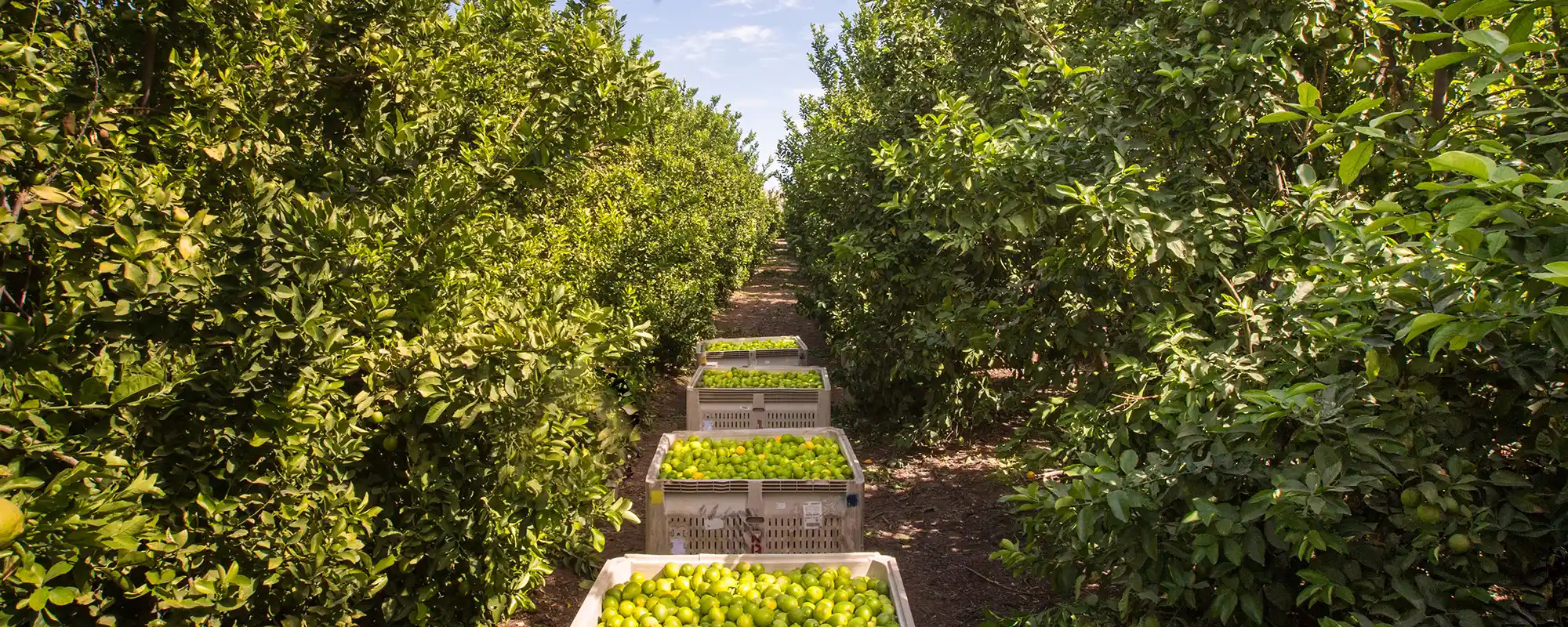 Lime Orchard