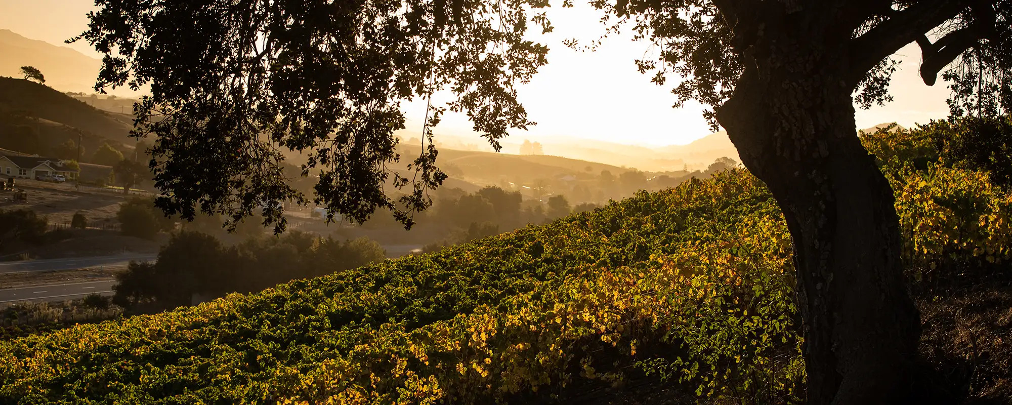 Portico Hills Vineyard and Oak Tree