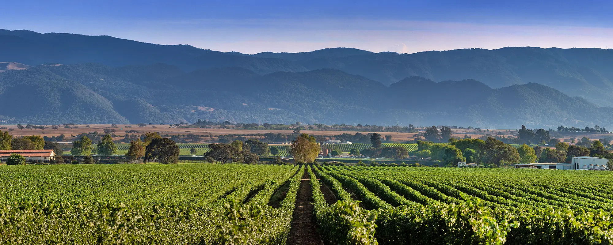 Rancho Cañada de Los Pinos Vineyard