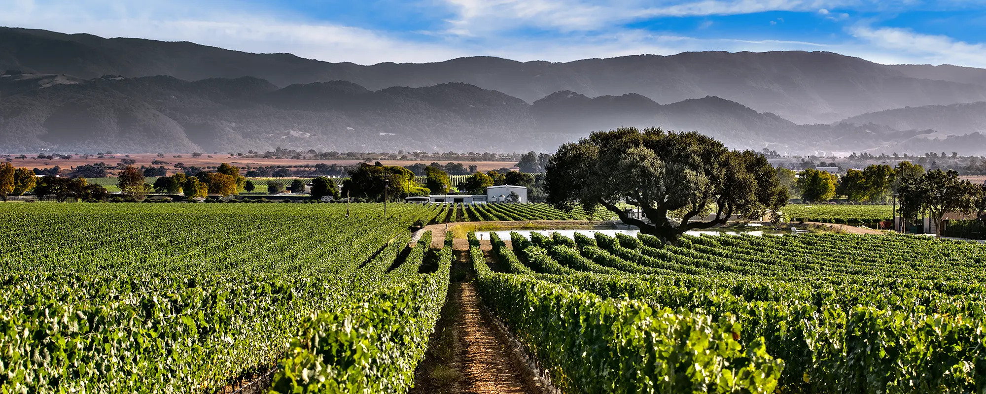 Rancho Cañada de Los Pinos Vineyard