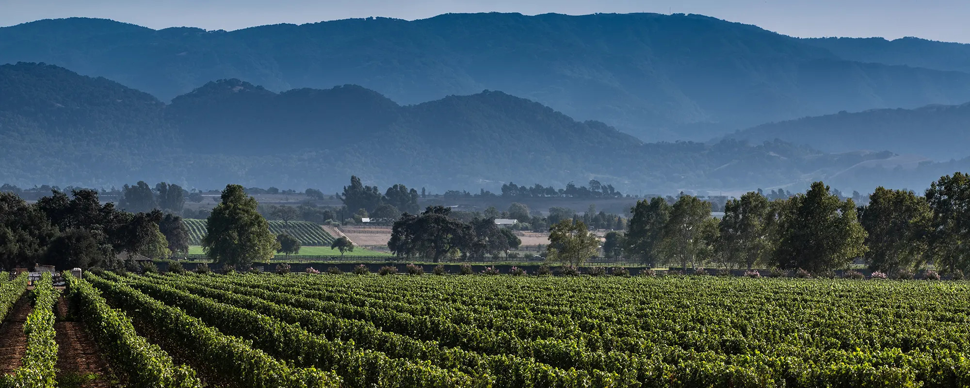 Rancho Cañada Vineyard