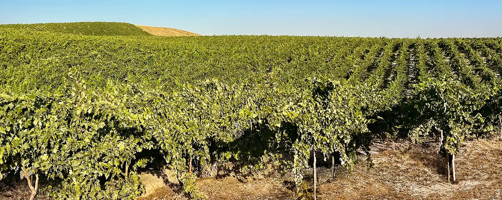 San Juan Creek Vineyard