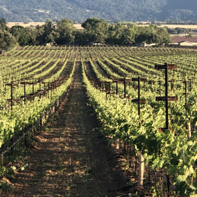 Petite Sirah Block 3