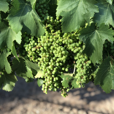 Grenache Block 1