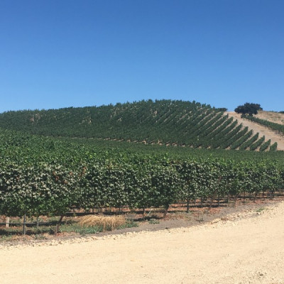 Grenache Block 13