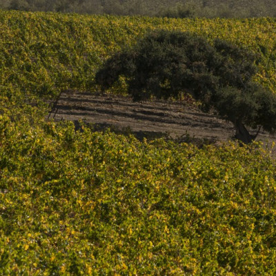 Pinot Noir Block 12