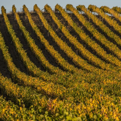 Sauvignon Blanc Block 8