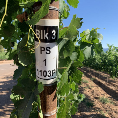 Petite Sirah Block 3