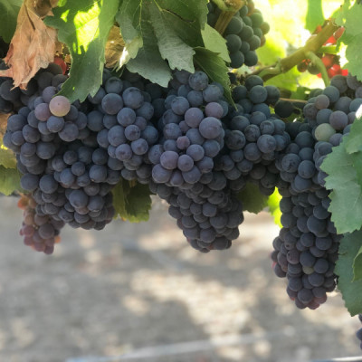 Petite Sirah