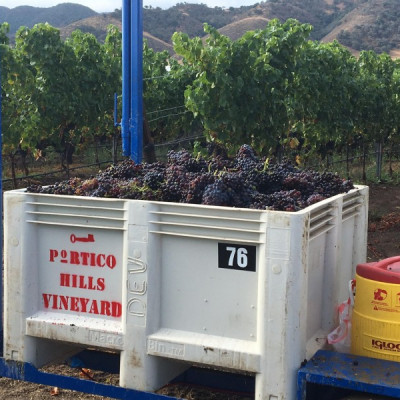 Pinot Noir Block 12